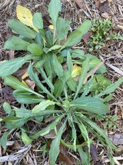 Micranthes micranthidifolia