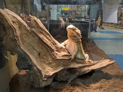 Pogona