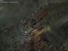 Coryphopterus glaucofraenum