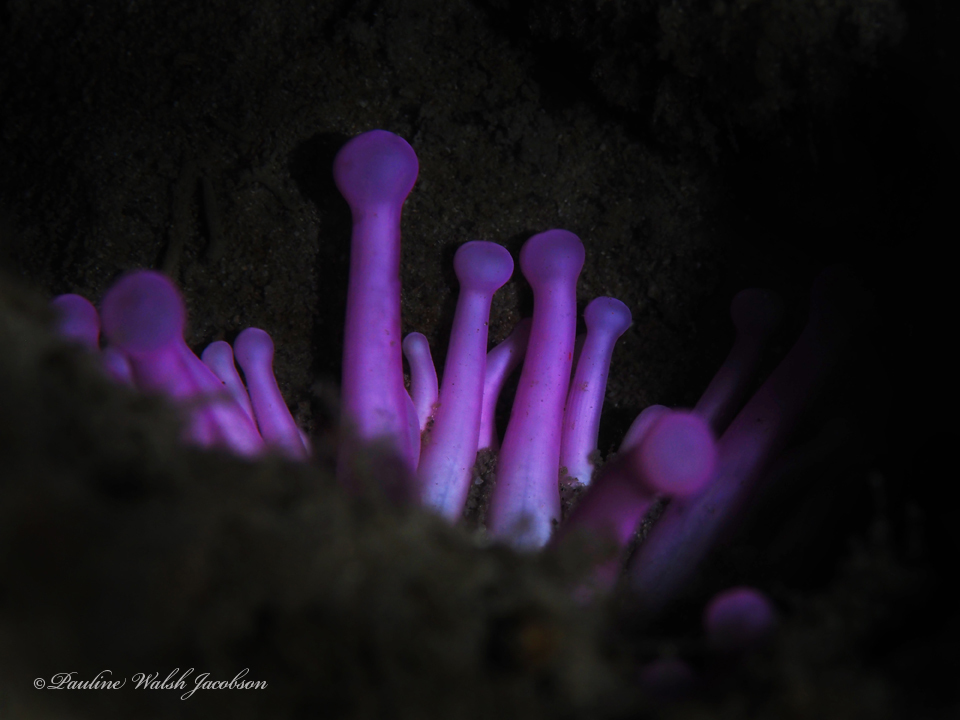 Club-tipped Anemone