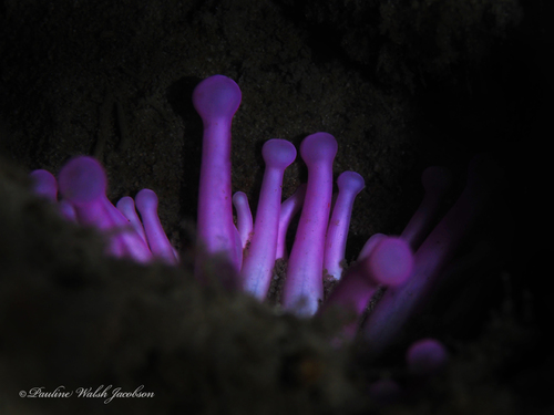 Club-tipped Anemone
