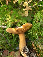 Suillus punctipes