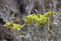 Eriogonum crocatum