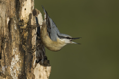 Eurasian Nuthatch photo 4