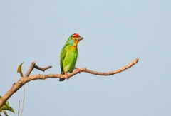 Psilopogon rubricapillus