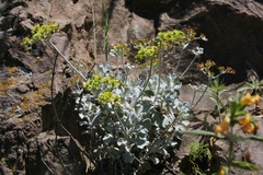 Eriogonum crocatum