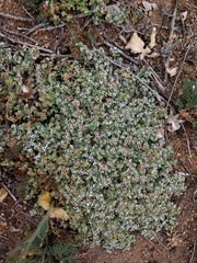 Euphorbia polycarpa polycarpa