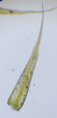 Rhynchostegiella tenella