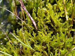 Scorpidium cossonii