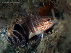 Serranus subligarius