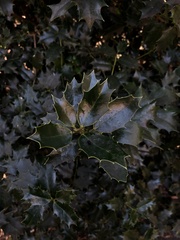 Osmanthus heterophyllus
