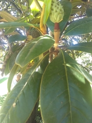 Magnolia grandiflora