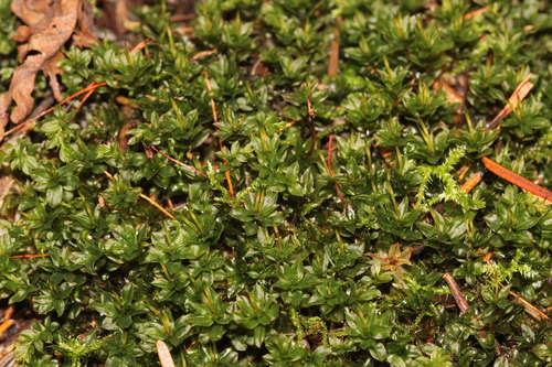 Image of Mnium spinulosum by (c) Quinten Wiegersma, some rights reserved (CC BY)