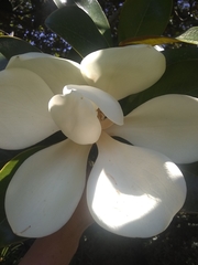Magnolia grandiflora