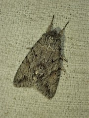 Andropolia contacta