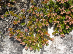 Erica diosmifolia