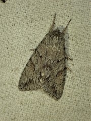 Andropolia contacta