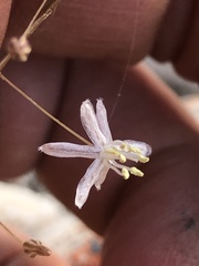 Drimia cochlearis