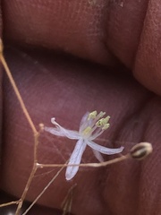 Drimia cochlearis