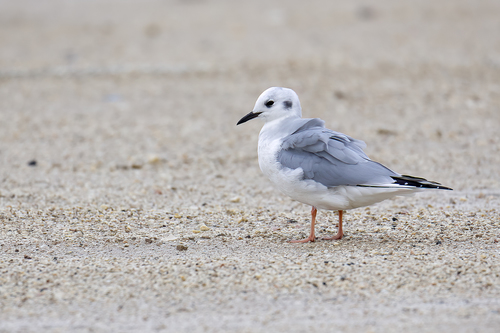 Mouette de Bonaparte