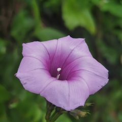 Ipomoea tiliacea