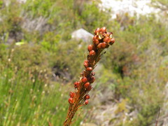 Kniphofia tabularis