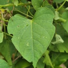 Ipomoea tiliacea