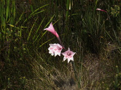Gladiolus pappei