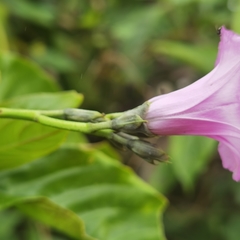 Ipomoea tiliacea