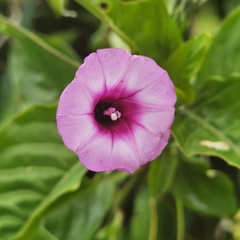 Ipomoea tiliacea