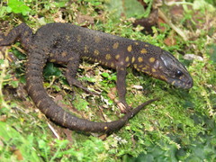 Yellow-Spotted Night Lizard photo 2