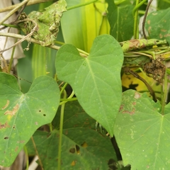 Ipomoea tiliacea