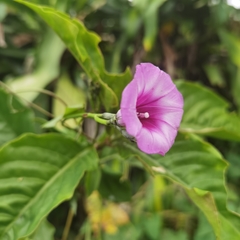 Ipomoea tiliacea
