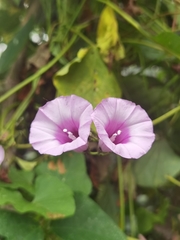 Ipomoea tiliacea