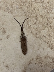 Tenomerga leucophaea