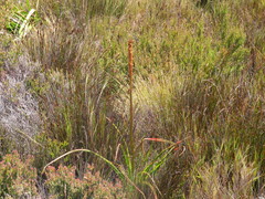 Kniphofia tabularis