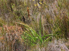 Kniphofia tabularis