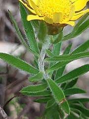 Oedera calycina