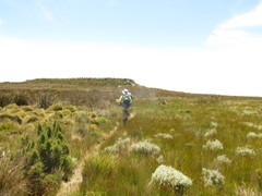 Anthochortus crinalis