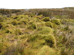 Anthochortus crinalis