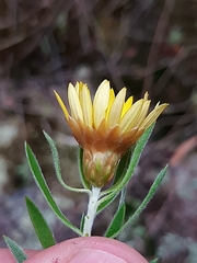 Oedera calycina