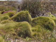 Anthochortus crinalis