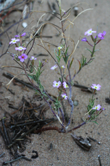 Malcolmia littorea