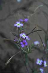 Malcolmia littorea