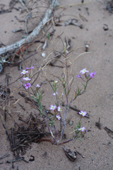 Malcolmia littorea