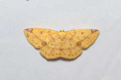 Periclina rumiaria