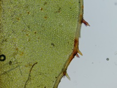 Mnium spinulosum