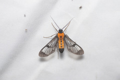 Sarosa notata