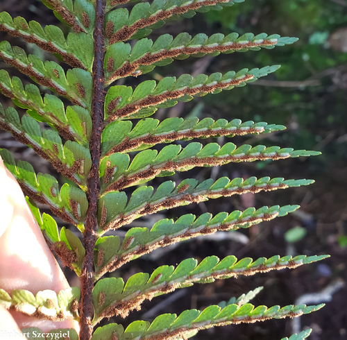 Asplenium horridum