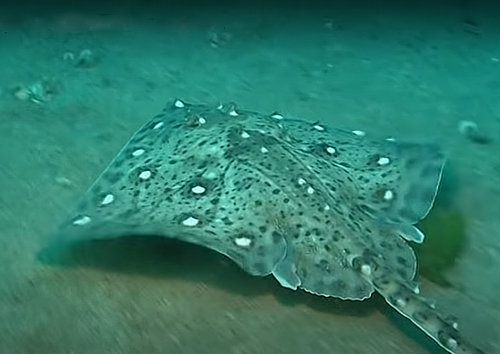 Thornback Skate, photo 5 of 10